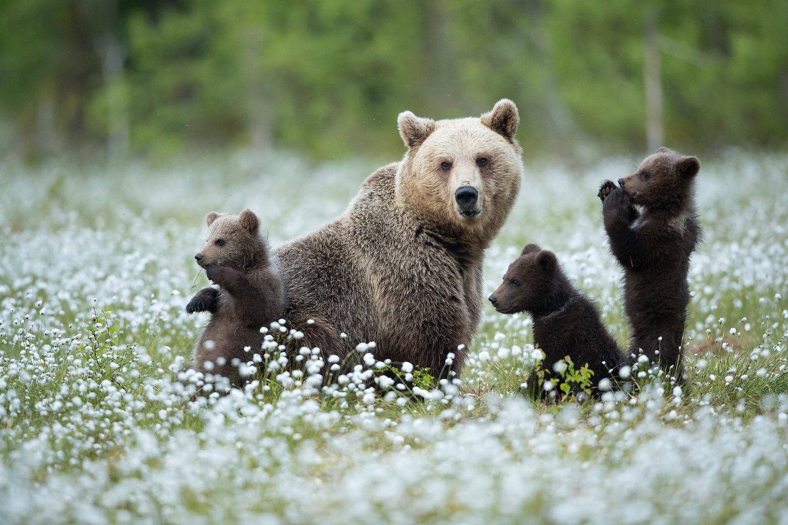 What are bears in scotland?