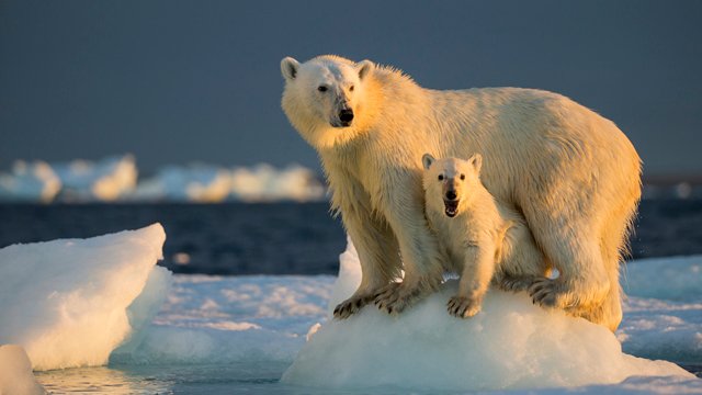 bears in scotland How climate change is affecting 