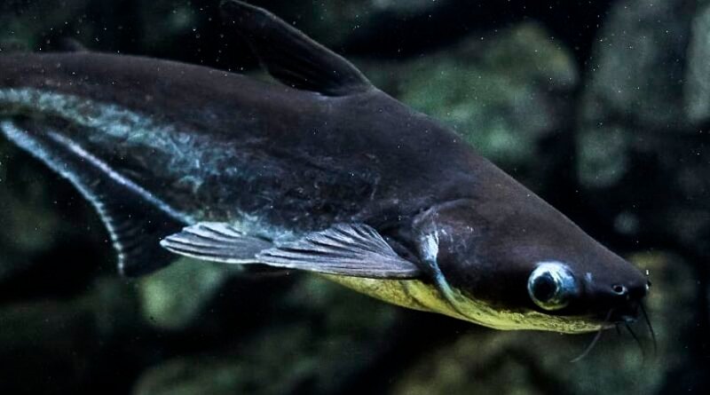 Swai Fish