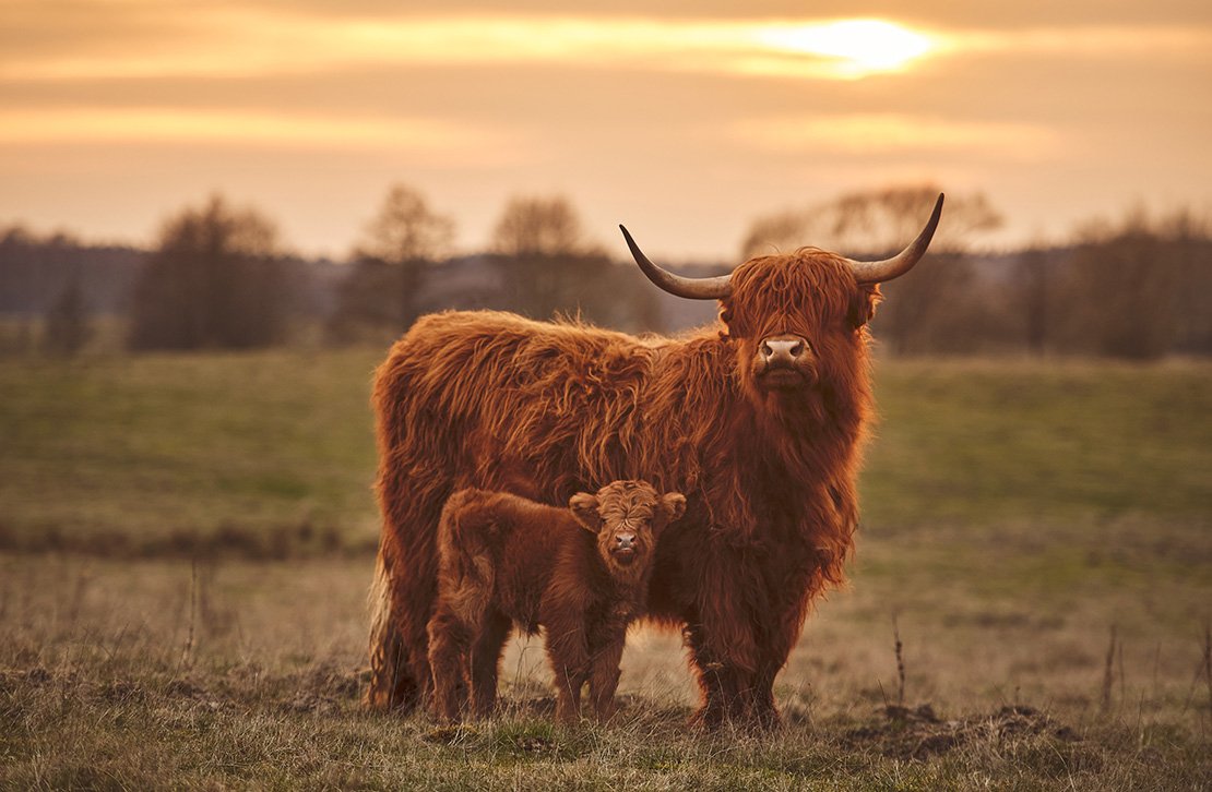 The Highland Cow